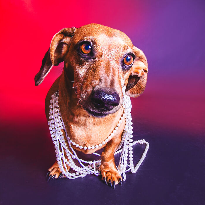 Vibrant Dog Portraits Showcasing Colorful Elegance