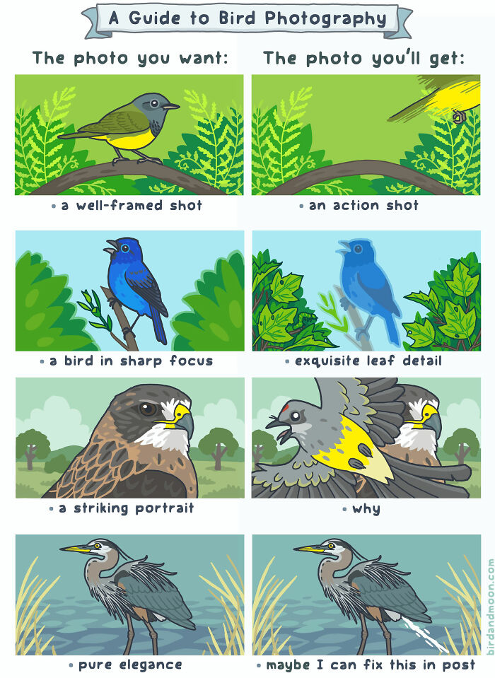 Humorous Comics on Nature and Birds by Rosemary Mosco